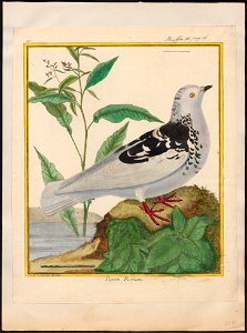 Columba livia - 1700-1880 - Print - Iconographia Zoologica - Special Collections University of Amsterdam - UBA01 IZ18900111