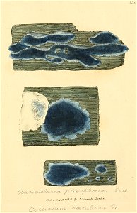 Coloured Figures of English Fungi or Mushrooms - t. 350