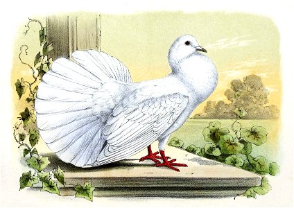 Columba livia domestica 1869