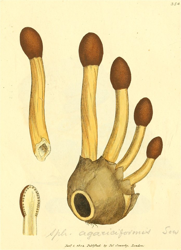 Coloured Figures of English Fungi or Mushrooms - t. 354