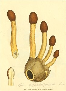 Coloured Figures of English Fungi or Mushrooms - t. 354