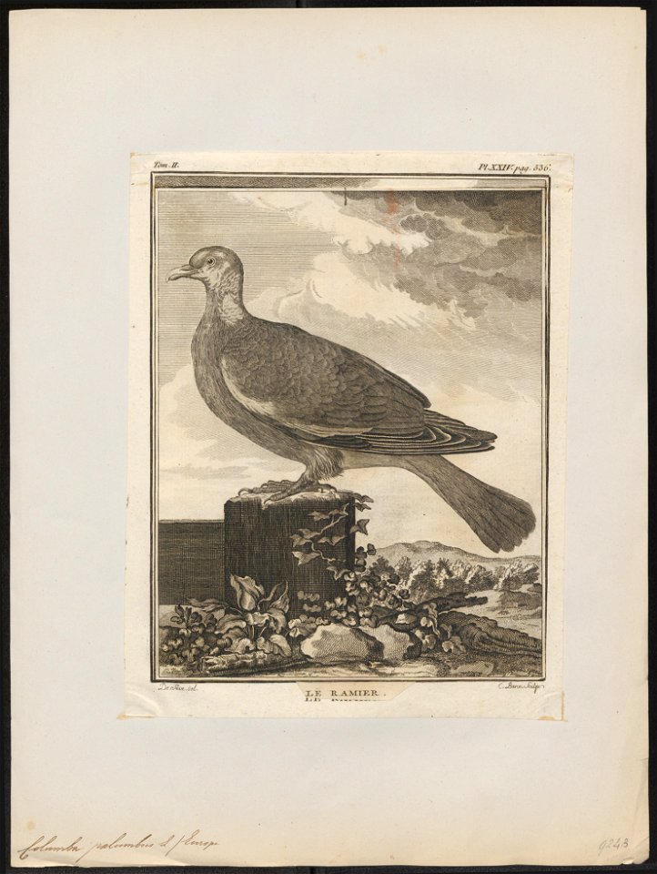 Columba palumbus - 1700-1880 - Print - Iconographia Zoologica - Special Collections University of Amsterdam - UBA01 IZ15600173