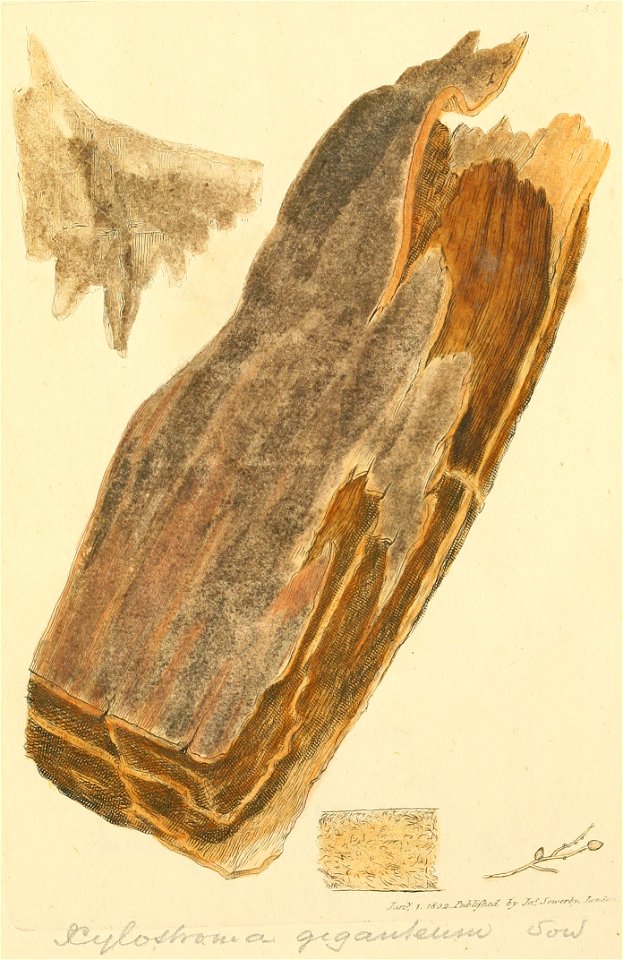 Coloured Figures of English Fungi or Mushrooms - t. 358