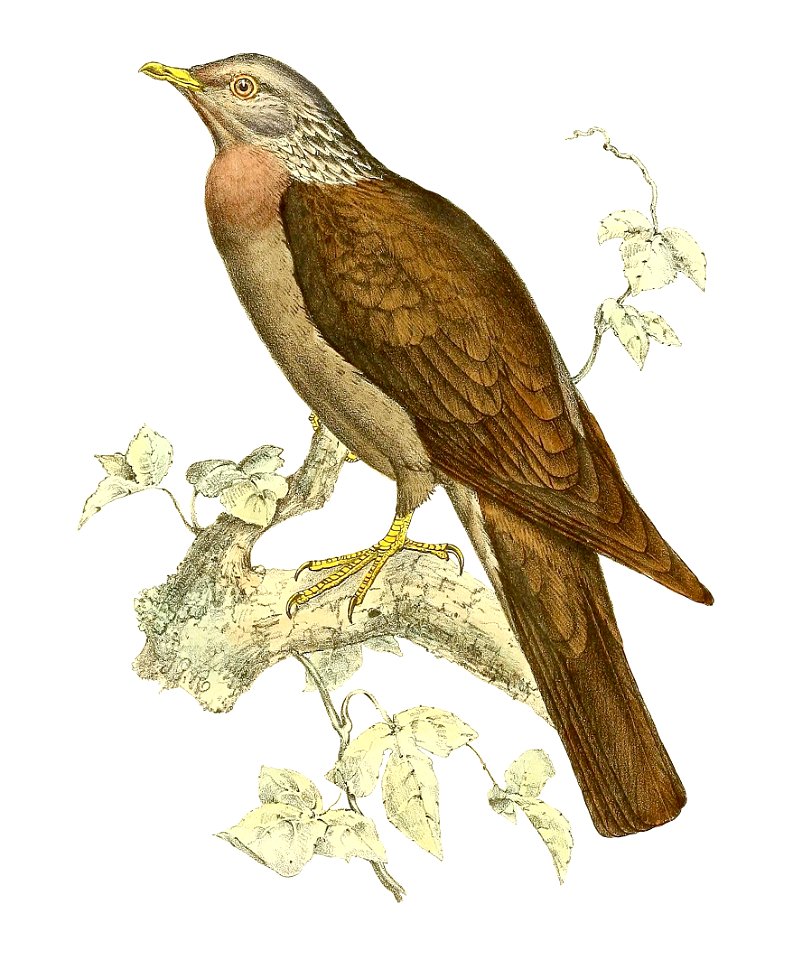 Columba pollenii 1868