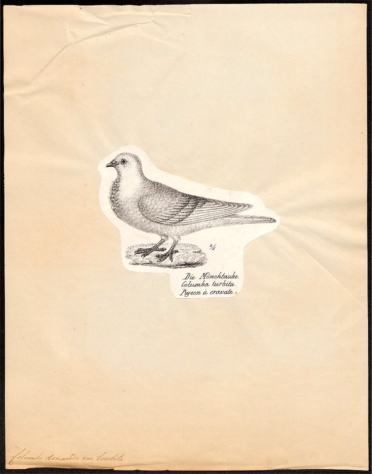 Columba domestica var. turbita - 1809-1845 - Print - Iconographia Zoologica - Special Collections University of Amsterdam - UBA01 IZ18900173