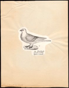 Columba domestica var. turbita - 1809-1845 - Print - Iconographia Zoologica - Special Collections University of Amsterdam - UBA01 IZ18900173