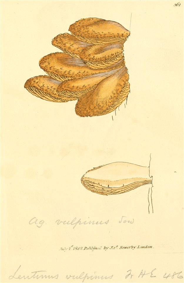 Coloured Figures of English Fungi or Mushrooms - t. 361