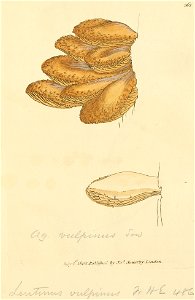 Coloured Figures of English Fungi or Mushrooms - t. 361