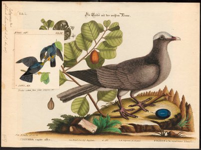 Columba leucocephala - 1700-1880 - Print - Iconographia Zoologica - Special Collections University of Amsterdam - UBA01 IZ15600193