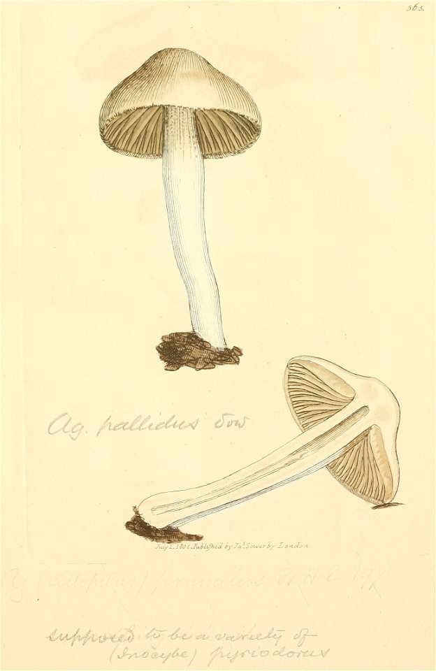 Coloured Figures of English Fungi or Mushrooms - t. 365