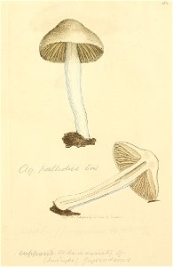 Coloured Figures of English Fungi or Mushrooms - t. 365