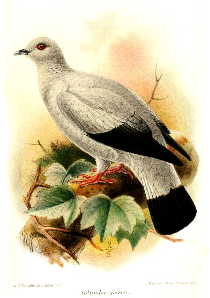 ColumbaGriseaKeulemans