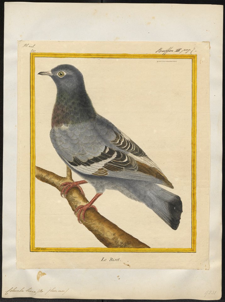 Columba livia - 1700-1880 - Print - Iconographia Zoologica - Special Collections University of Amsterdam - UBA01 IZ15600155
