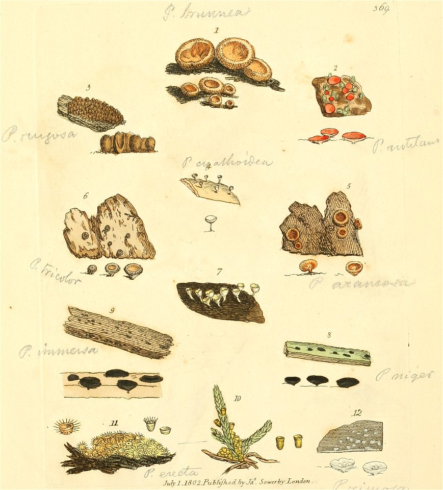 Coloured Figures of English Fungi or Mushrooms - t. 369