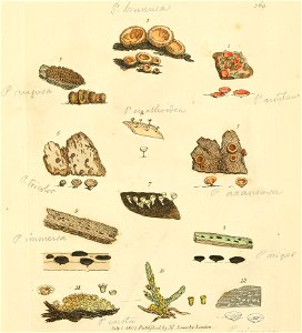 Coloured Figures of English Fungi or Mushrooms - t. 369