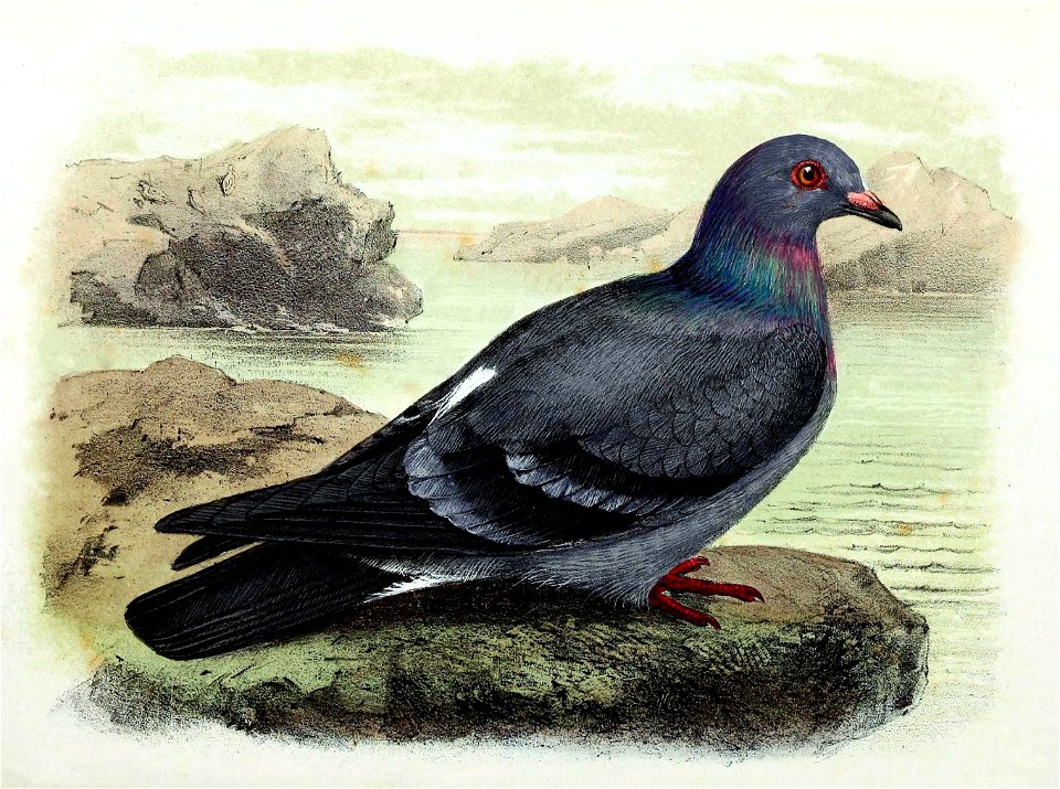 Columba livia 1873