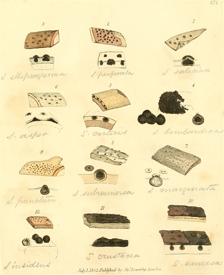 Coloured Figures of English Fungi or Mushrooms - t. 372