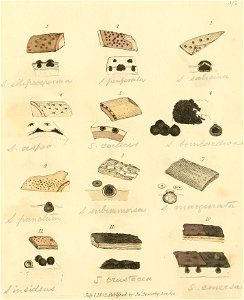 Coloured Figures of English Fungi or Mushrooms - t. 372