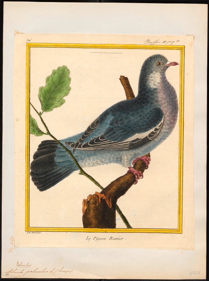 Columba palumbus - 1700-1880 - Print - Iconographia Zoologica - Special Collections University of Amsterdam - UBA01 IZ15600169