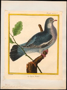 Columba palumbus - 1700-1880 - Print - Iconographia Zoologica - Special Collections University of Amsterdam - UBA01 IZ15600169
