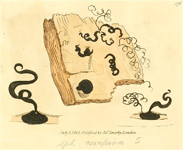 Coloured Figures of English Fungi or Mushrooms - t. 376