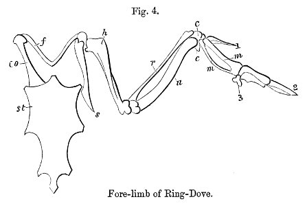 Columba palumbus fore-limb 1880