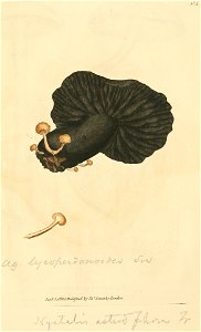 Coloured Figures of English Fungi or Mushrooms - t. 383