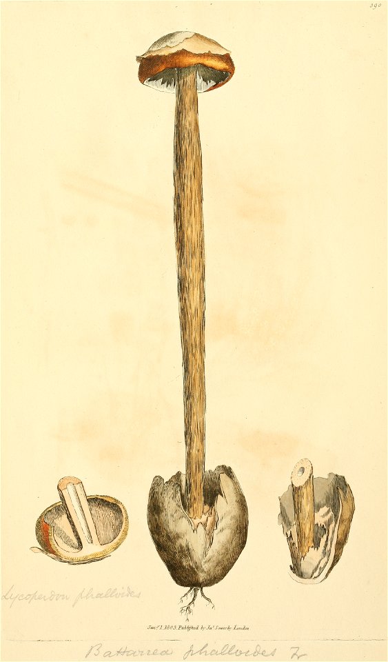 Coloured Figures of English Fungi or Mushrooms - t. 390