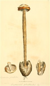 Coloured Figures of English Fungi or Mushrooms - t. 390