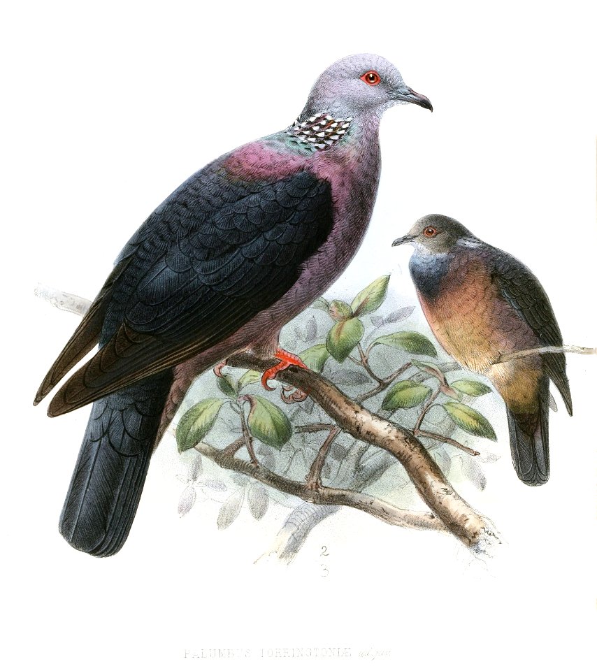ColumbaTorringtoniLegge