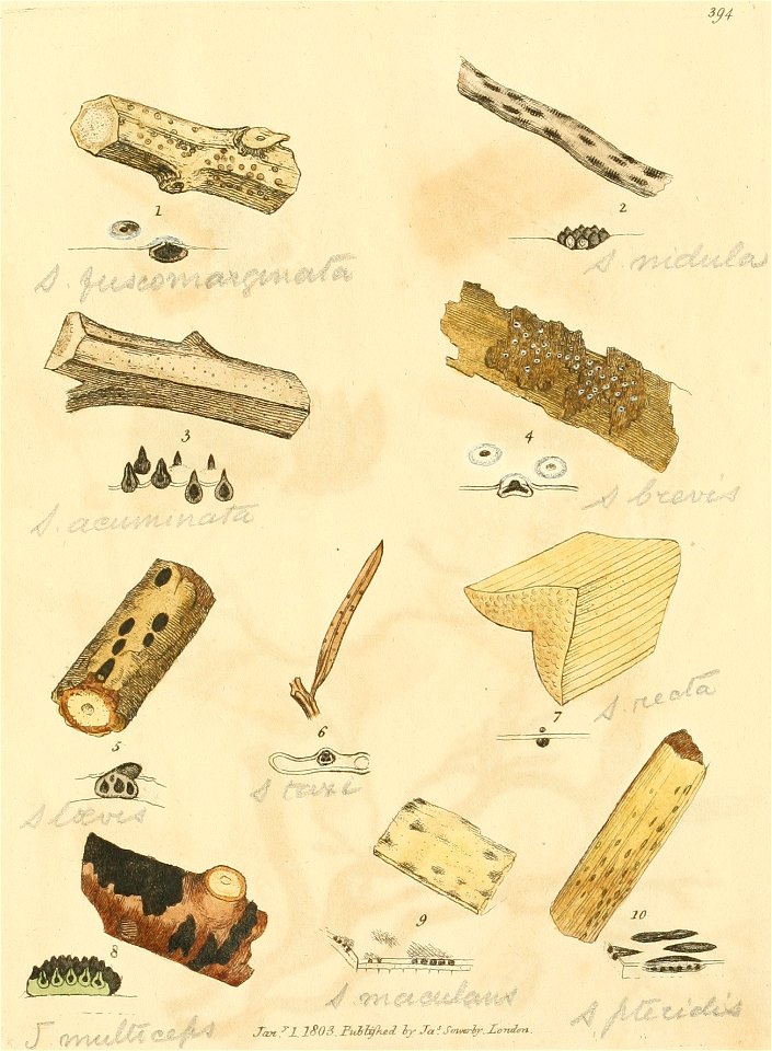 Coloured Figures of English Fungi or Mushrooms - t. 394
