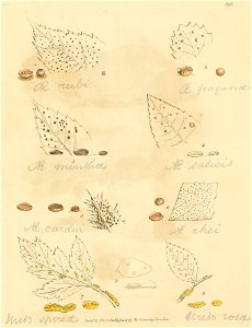 Coloured Figures of English Fungi or Mushrooms - t. 398
