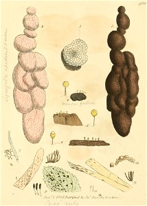 Coloured Figures of English Fungi or Mushrooms - t. 400