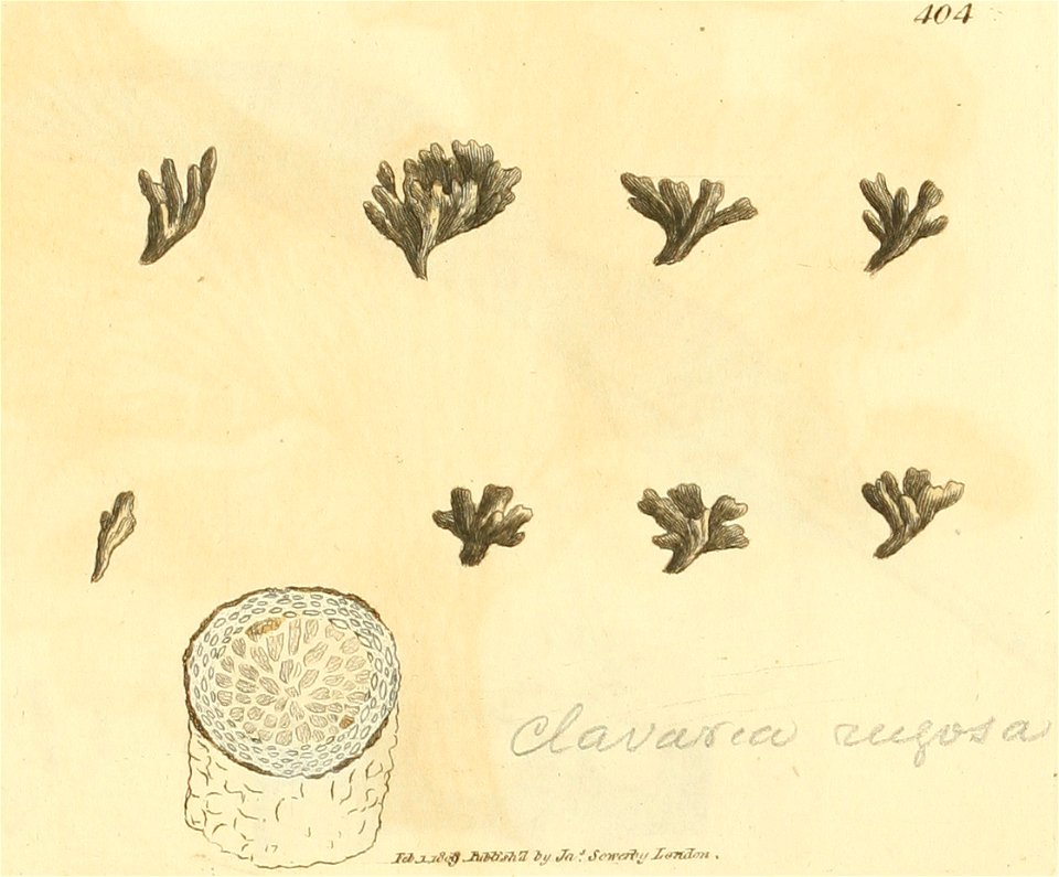 Coloured Figures of English Fungi or Mushrooms - t. 404