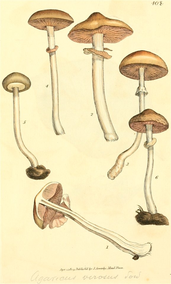 Coloured Figures of English Fungi or Mushrooms - t. 408