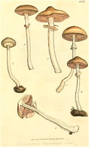 Coloured Figures of English Fungi or Mushrooms - t. 408