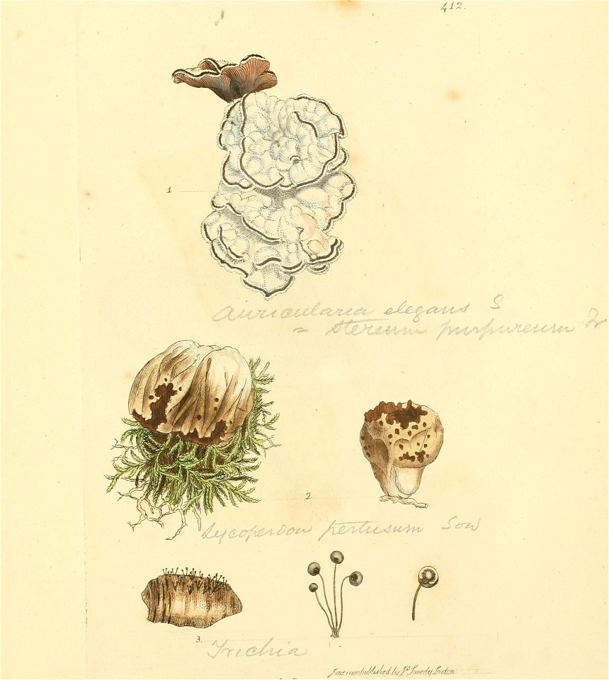Coloured Figures of English Fungi or Mushrooms - t. 412