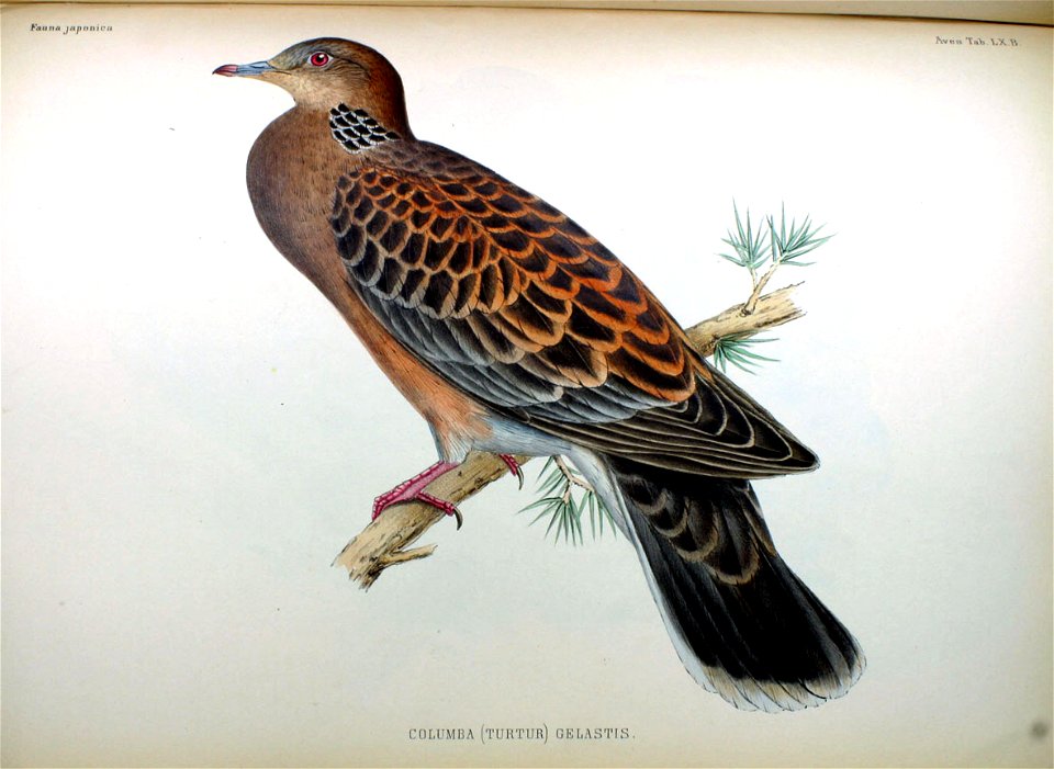 Columba (Turtur) gelastis Fauna Japonica