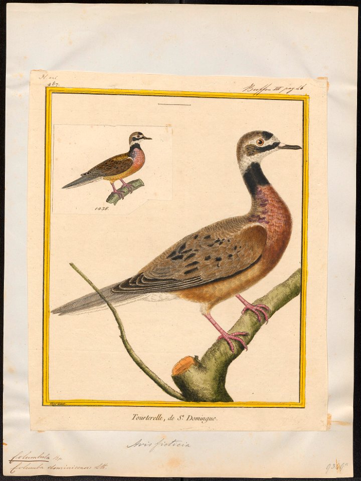 Columbula dominicensis - fictieve vogel - 1700-1880 - Print - Iconographia Zoologica - Special Collections University of Amsterdam - UBA01 IZ15600445