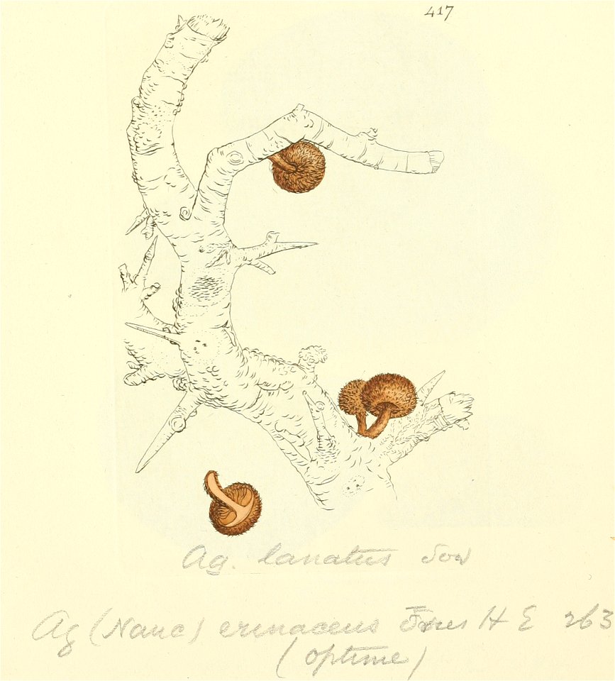 Coloured Figures of English Fungi or Mushrooms - t. 417