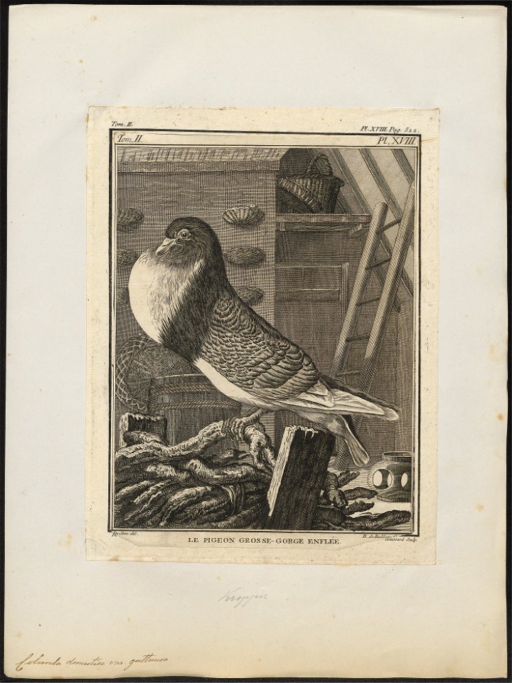 Columba domestica var. gutturosa - 1700-1880 - Print - Iconographia Zoologica - Special Collections University of Amsterdam - UBA01 IZ18900147
