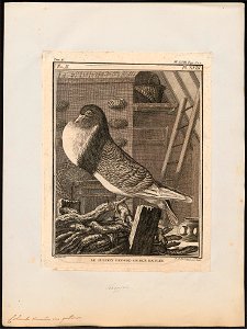 Columba domestica var. gutturosa - 1700-1880 - Print - Iconographia Zoologica - Special Collections University of Amsterdam - UBA01 IZ18900147