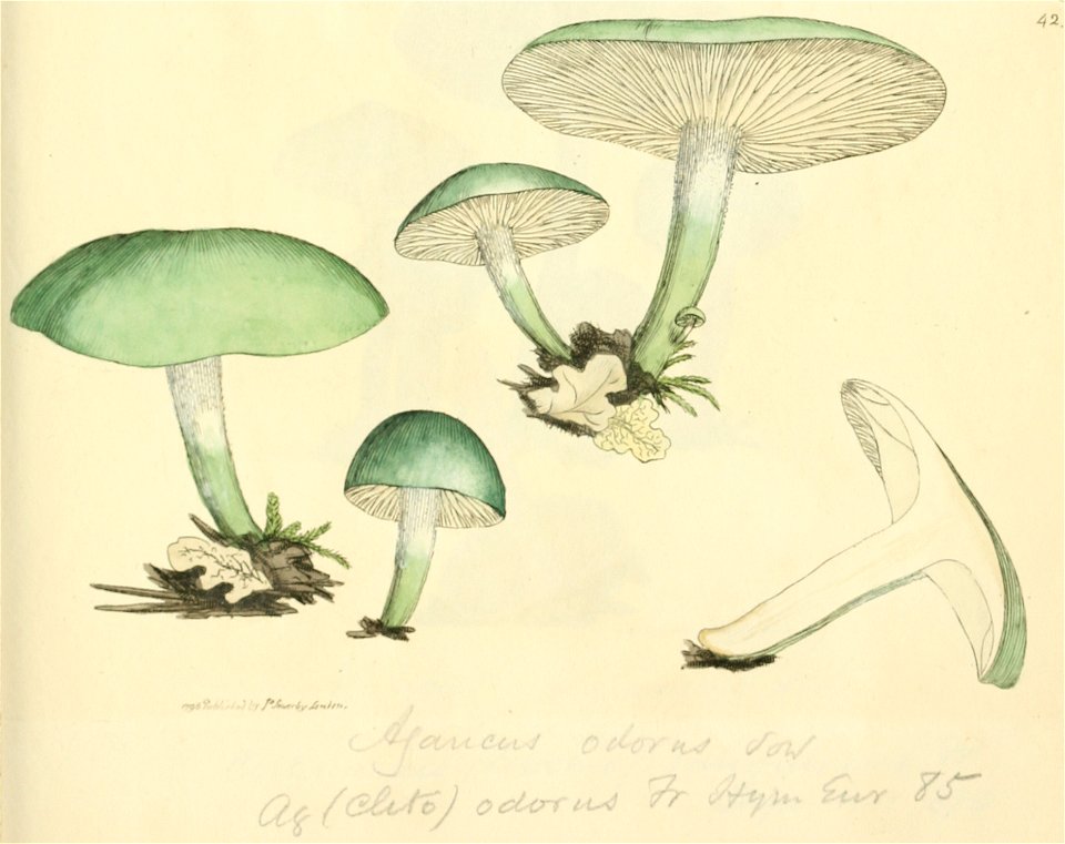 Coloured Figures of English Fungi or Mushrooms - t. 42