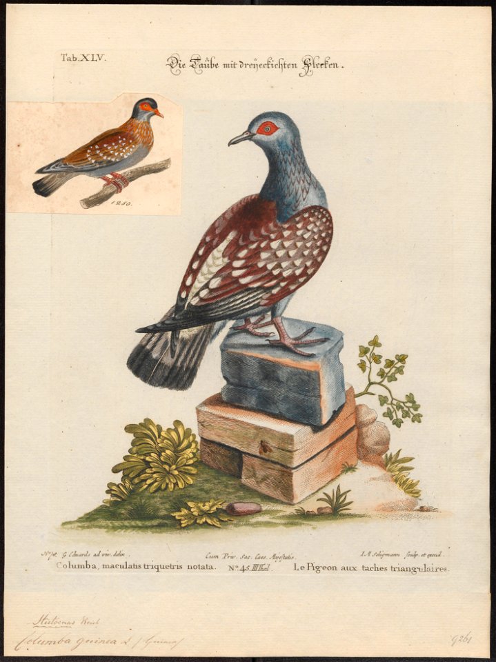 Columba guinea - 1700-1880 - Print - Iconographia Zoologica - Special Collections University of Amsterdam - UBA01 IZ15600201