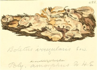 Coloured Figures of English Fungi or Mushrooms - t. 423