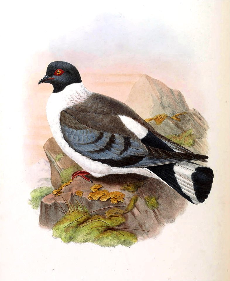 Columba leuconota Gould. Free illustration for personal and commercial use.