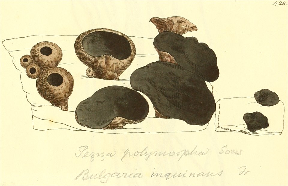 Coloured Figures of English Fungi or Mushrooms - t. 428