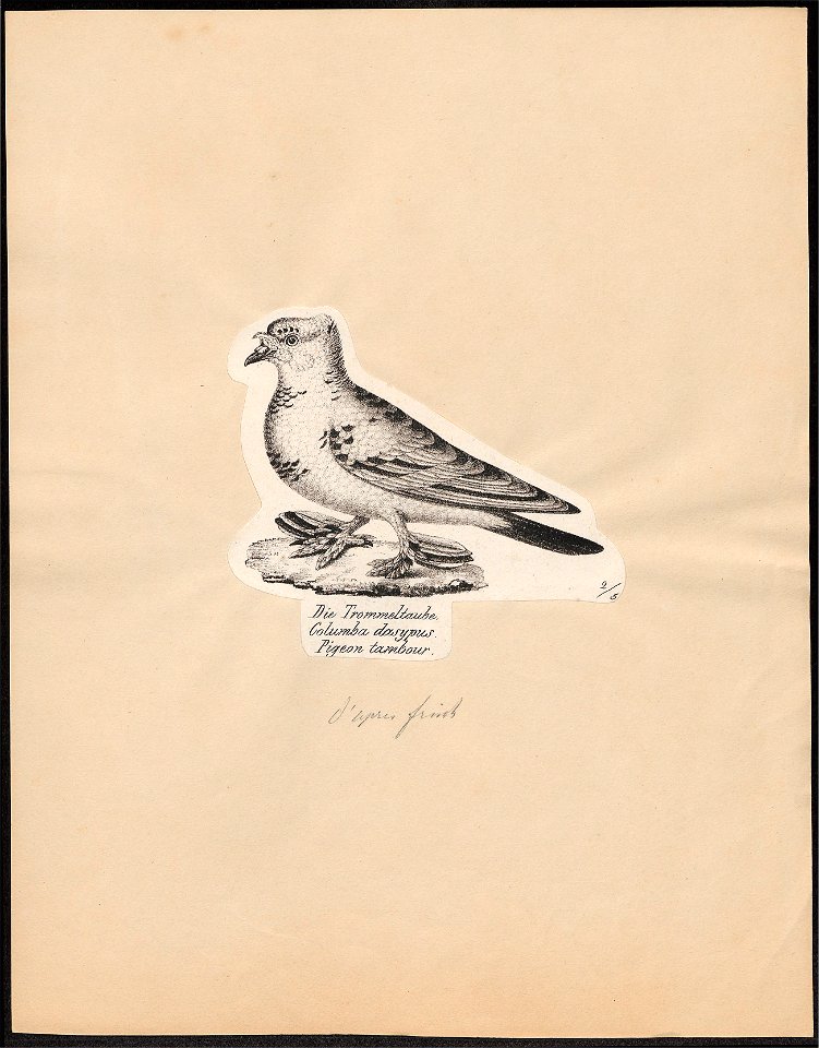 Columba livia - 1809-1845 - Print - Iconographia Zoologica - Special Collections University of Amsterdam - UBA01 IZ18900123