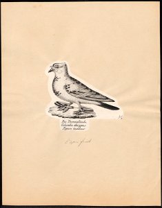 Columba livia - 1809-1845 - Print - Iconographia Zoologica - Special Collections University of Amsterdam - UBA01 IZ18900123