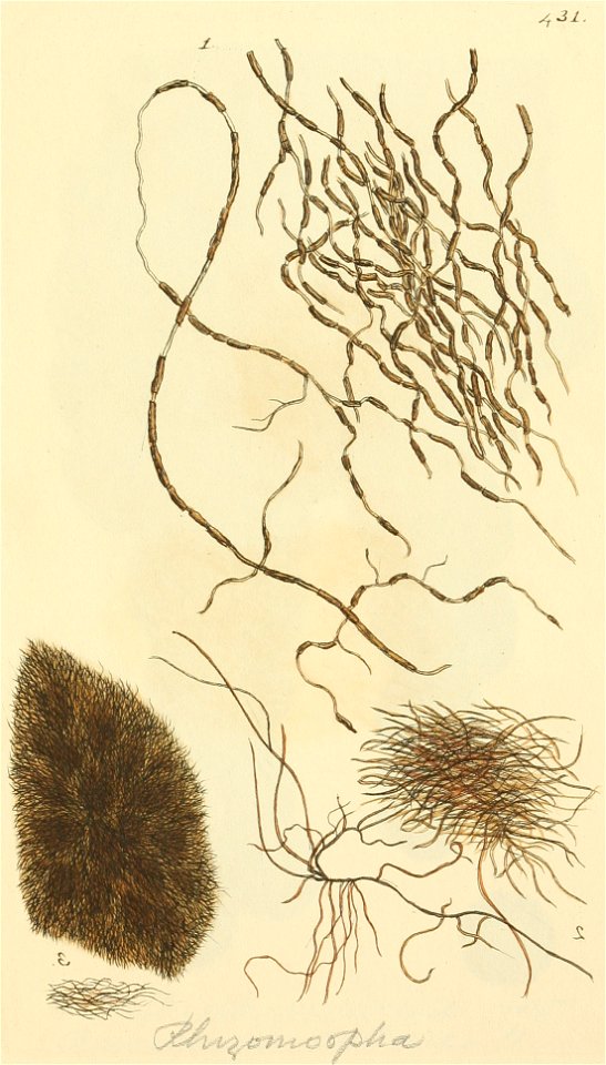 Coloured Figures of English Fungi or Mushrooms - t. 431